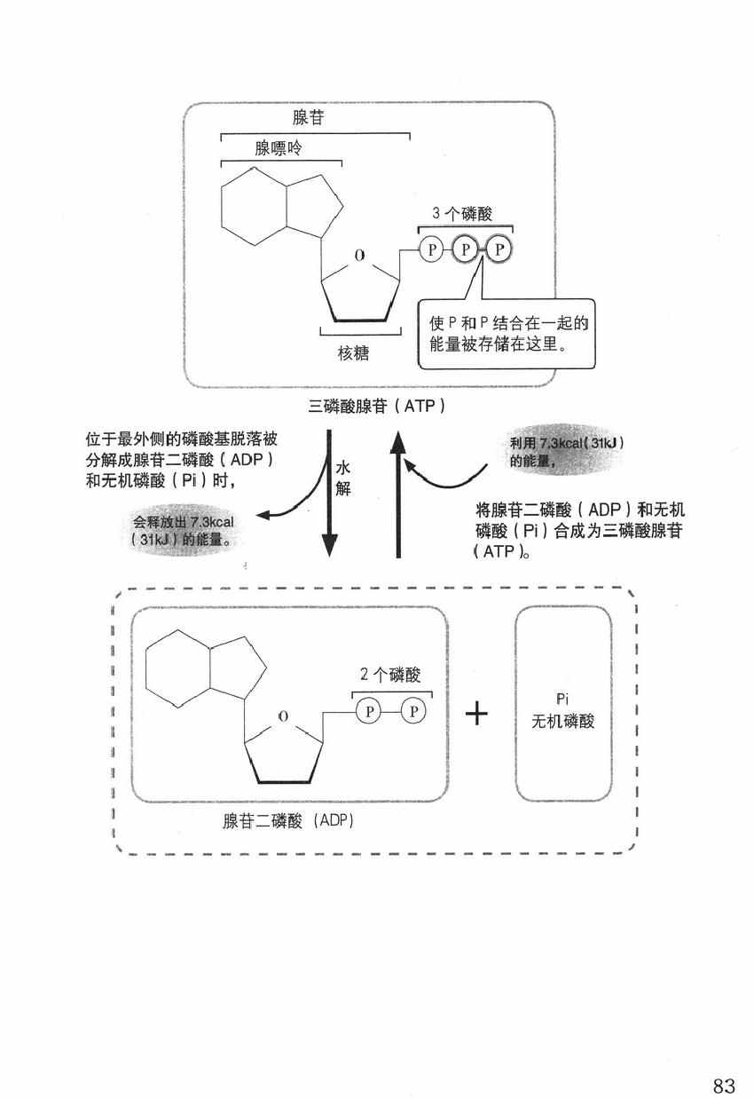 《欧姆社学习漫画》漫画 生物化学