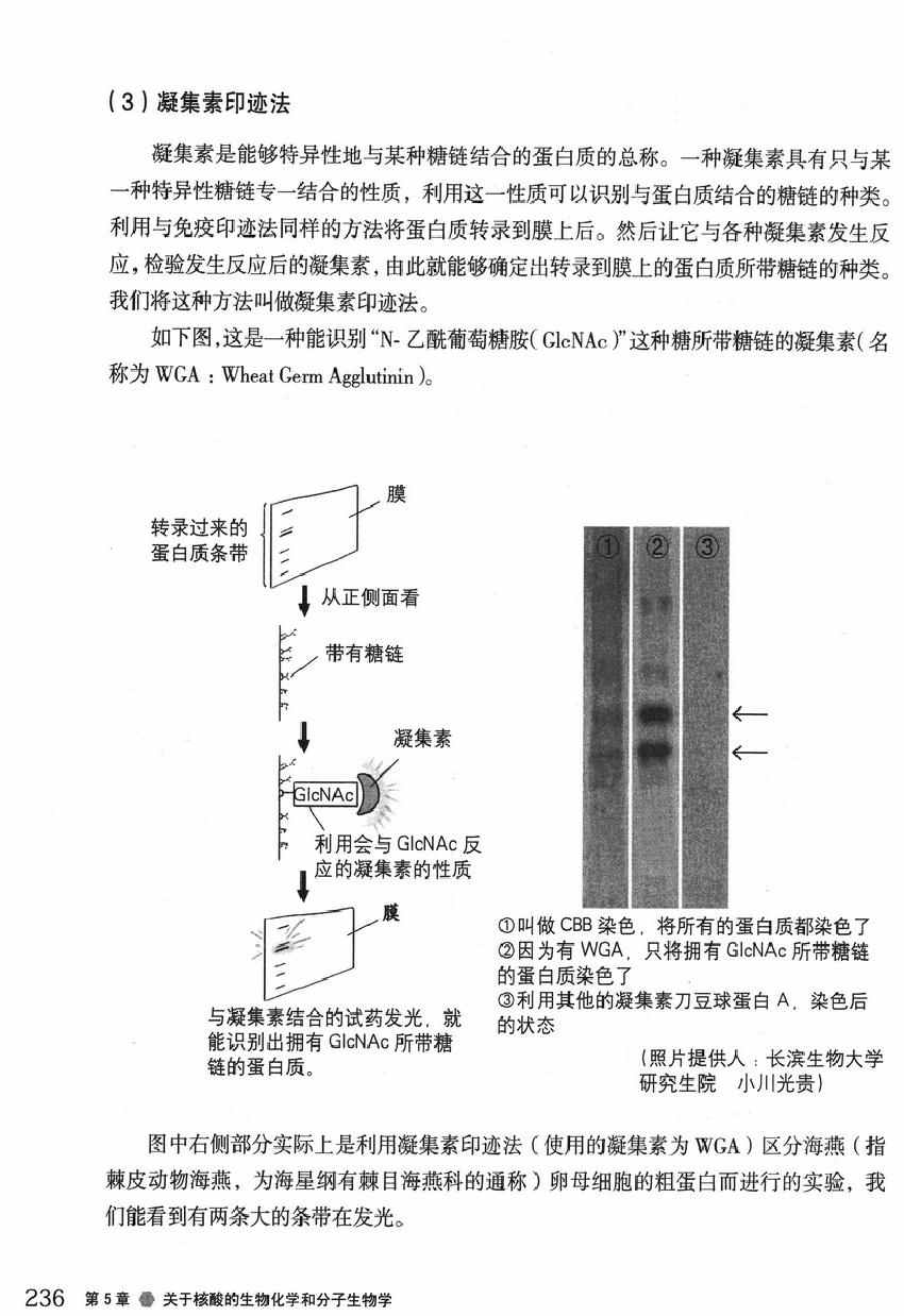 《欧姆社学习漫画》漫画 生物化学