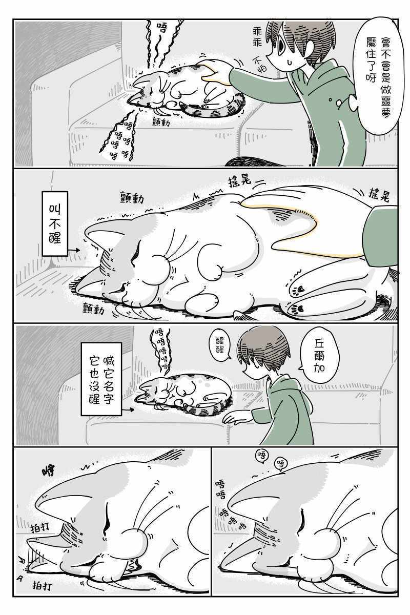 《关于养猫我一直是新手》漫画 关于养猫 049集