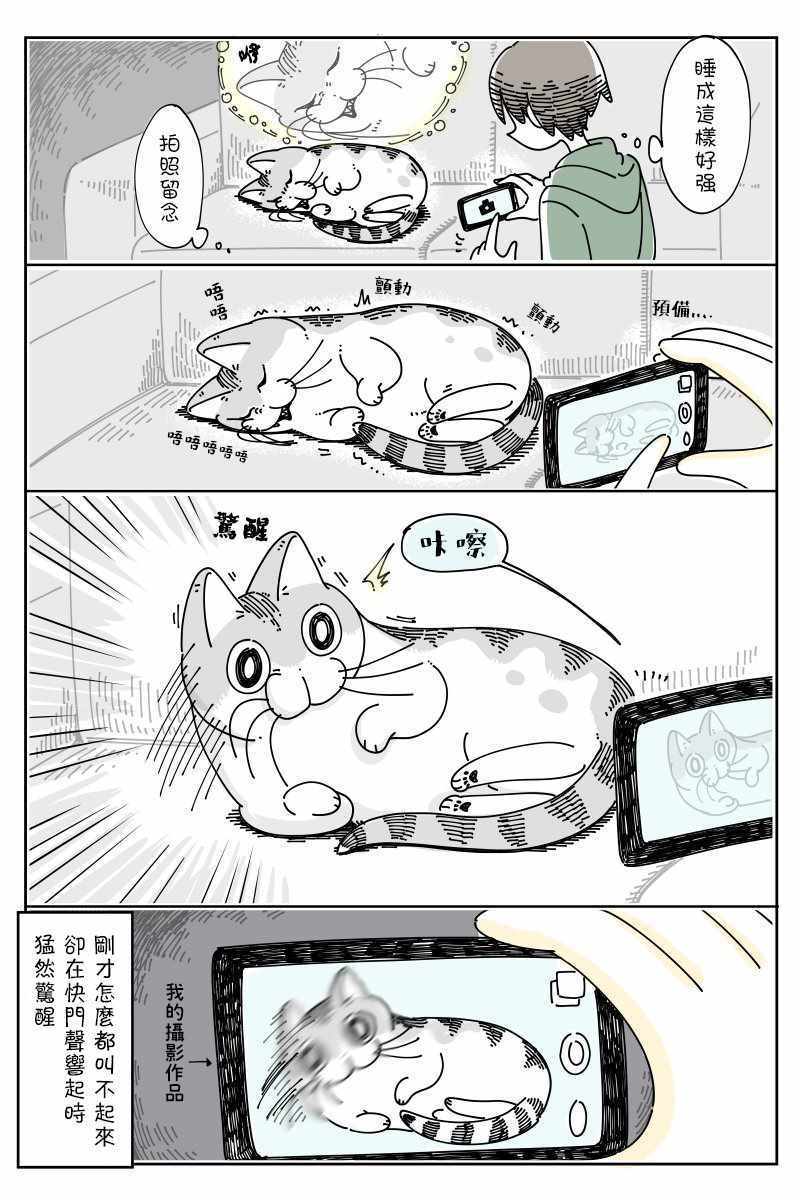 《关于养猫我一直是新手》漫画 关于养猫 049集